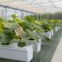 GrowStream 20, hydroponic system