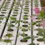 GrowStream 40, hydroponic system
